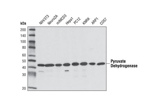 Western Blotting Image 2: Pyruvate Dehydrogenase (C54G1) Rabbit Monoclonal Antibody (BSA and Azide Free)