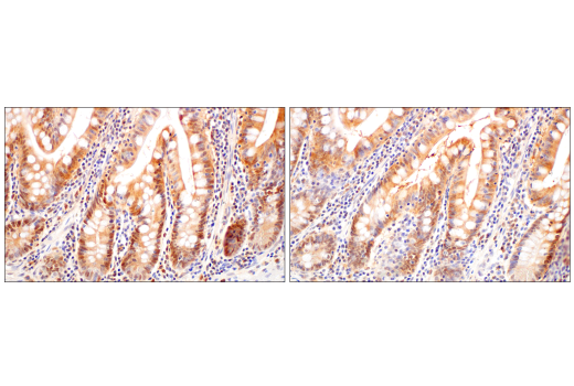 Immunohistochemistry Image 7: Caspase-1 (E4R8K) Rabbit Monoclonal Antibody