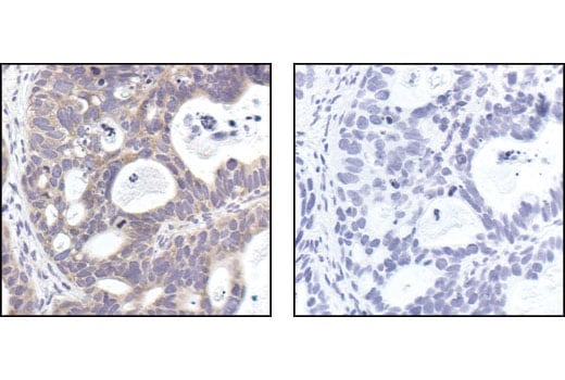 Immunohistochemistry Image 2: mTOR (7C10) Rabbit Monoclonal Antibody