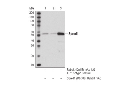 Immunoprecipitation Image 1: Spred1 (D6D8B) Rabbit Monoclonal Antibody