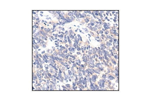 Immunohistochemistry Image 2: Ezrin Antibody