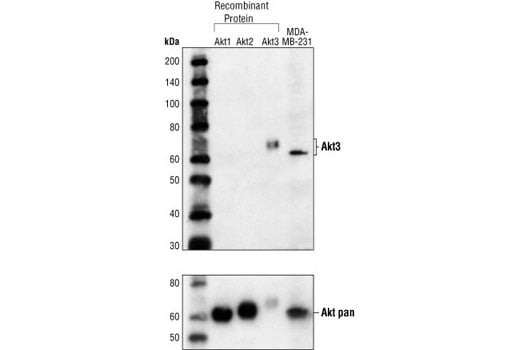 Western Blotting Image 2: Akt3 Antibody