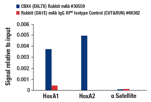 CUT & RUN Image 3: CBX4 (E6L7X) Rabbit Monoclonal Antibody