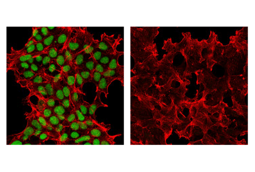 Immunofluorescence Image 1: Ape1 (E5Y2C) Rabbit Monoclonal Antibody