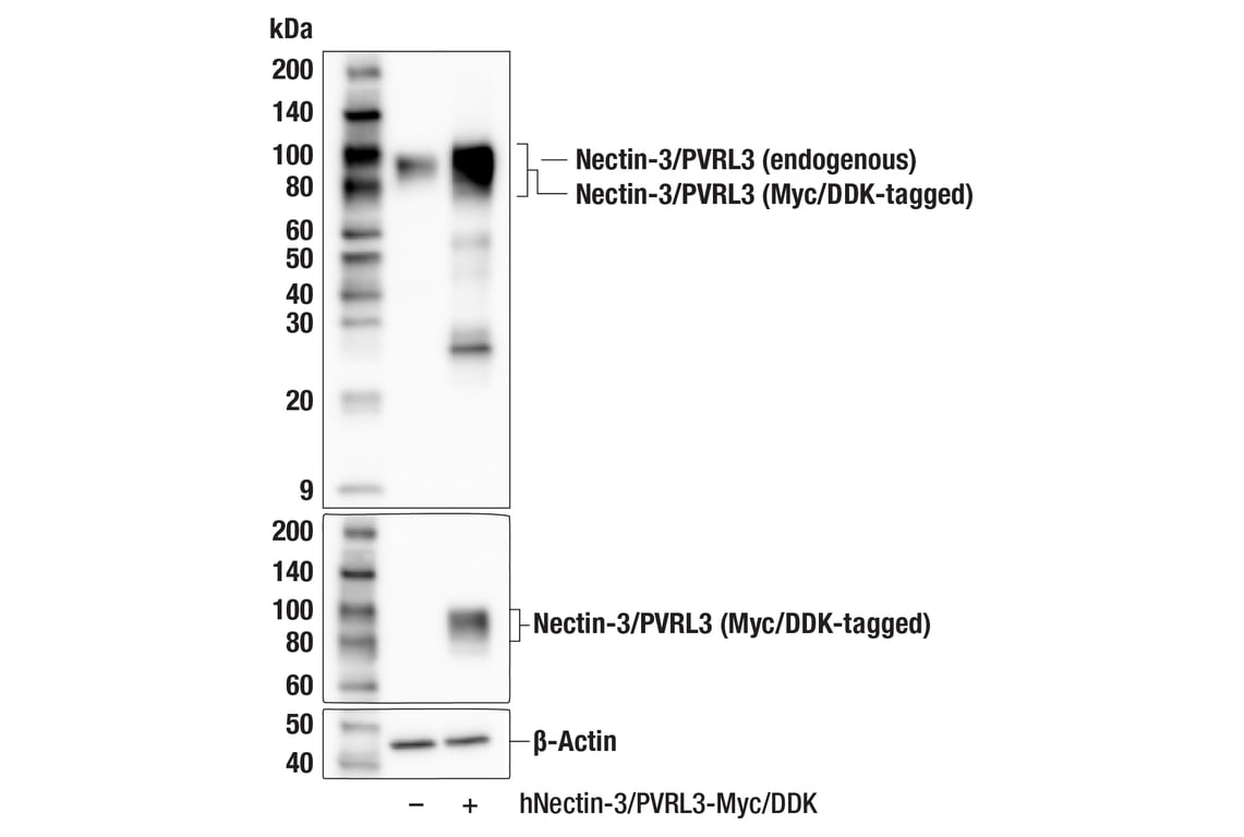 Western Blotting Image 2: Nectin-3/PVRL3 (F9R9R) Rabbit Monoclonal Antibody