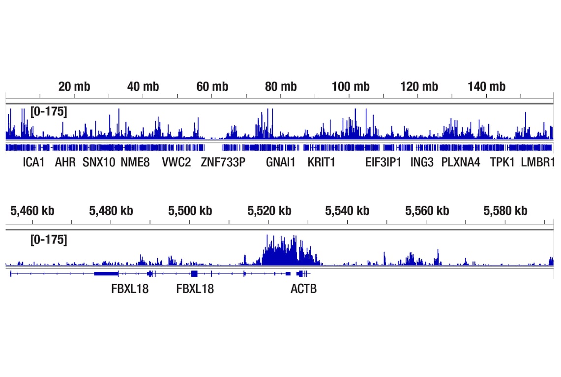 CUT & Tag Image 2: Phospho-Rpb1 CTD (Ser2/Ser5) (D1G3K) Rabbit Monoclonal Antibody