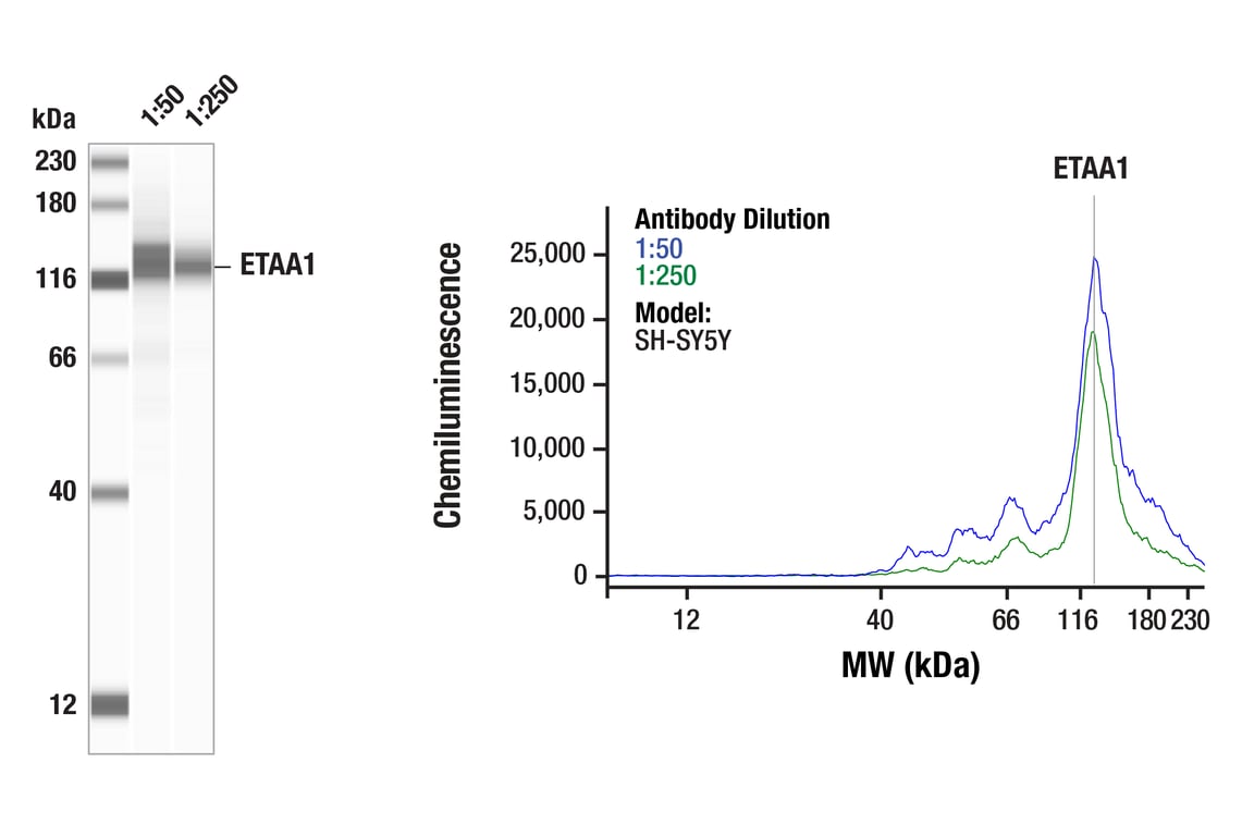 Western Blotting Image 1: ETAA1 (E8U8B) Rabbit Monoclonal Antibody