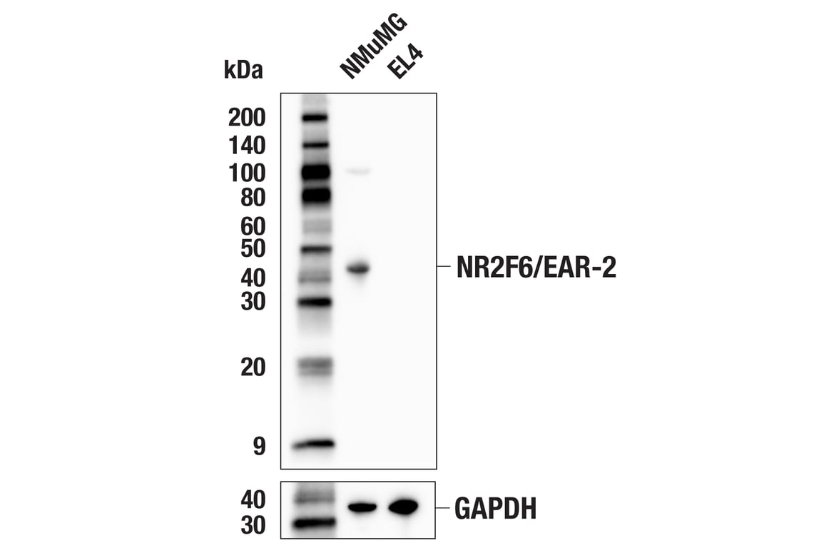 Western Blotting Image 2: NR2F6/EAR-2 (E7Q7G) Rabbit Monoclonal Antibody