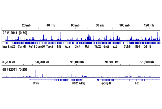 CUT & RUN Image 1: Glucocorticoid Receptor (D6H2L) Rabbit Monoclonal Antibody