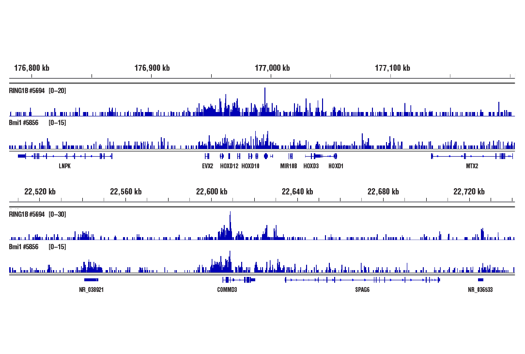 CUT & RUN Image 2: RING1B (D22F2) Rabbit Monoclonal Antibody