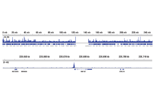 Chromatin Immunoprecipitation Image 2: ETS-1 (D8O8A) Rabbit Monoclonal Antibody