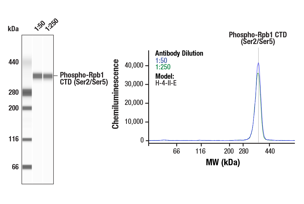 Western Blotting Image 1: Phospho-Rpb1 CTD (Ser2/Ser5) (D1G3K) Rabbit Monoclonal Antibody