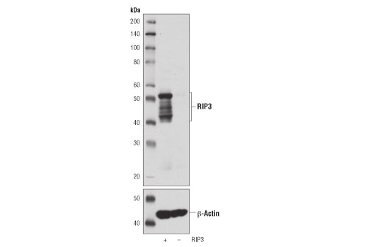 Western Blotting Image 3: RIP3 (D4G2A) Rabbit Monoclonal Antibody