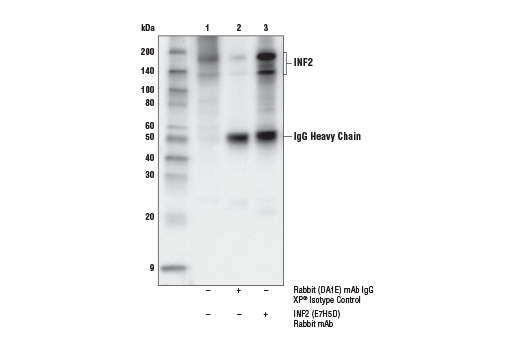 Immunoprecipitation Image 1: INF2 (E7H5D) Rabbit Monoclonal Antibody