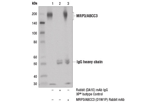 Immunoprecipitation Image 1: MRP3/ABCC3 (D1W1P) Rabbit Monoclonal Antibody