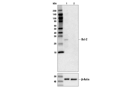 undefined Image 7: Pro-Survival Bcl-2 Family Antibody Sampler Kit II