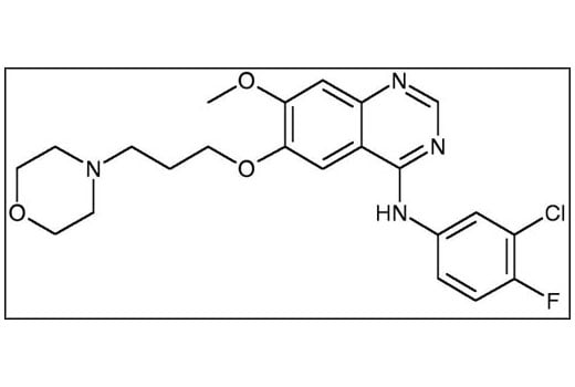 undefined Image 2: Gefitinib