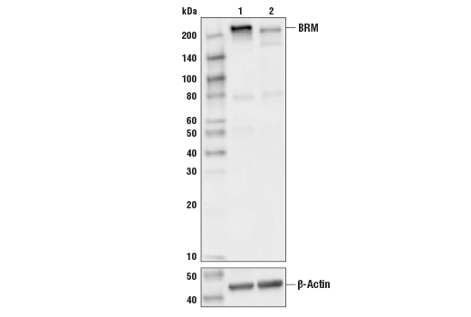 Western Blotting Image 1: BRM (D9E8B) XP<sup>®</sup> Rabbit mAb