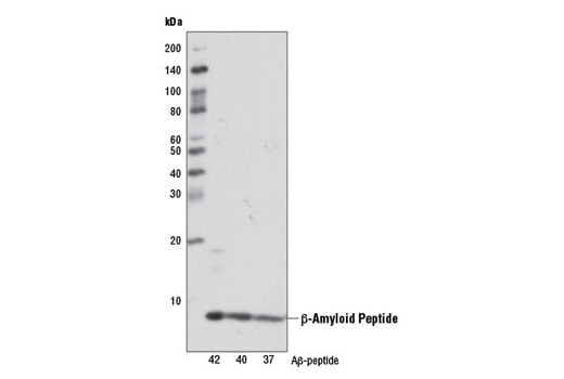 Western Blotting Image 2: beta-Amyloid (D12B2) Rabbit Monoclonal Antibody