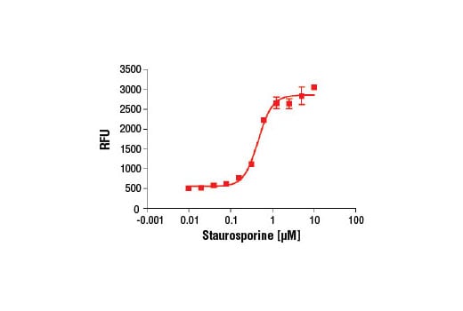 undefined Image 3: Caspase-3 Activity Assay Kit