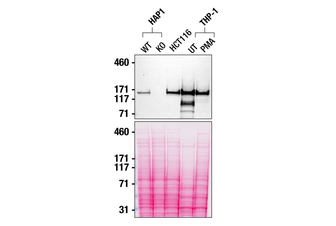 undefined Image 3: PhosphoPlus<sup>®</sup> PLC gamma2 (Tyr759) Antibody Duet