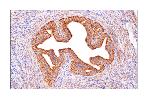 Immunohistochemistry Image 3: MAVS (E8Z7M) Rabbit Monoclonal Antibody (BSA and Azide Free)