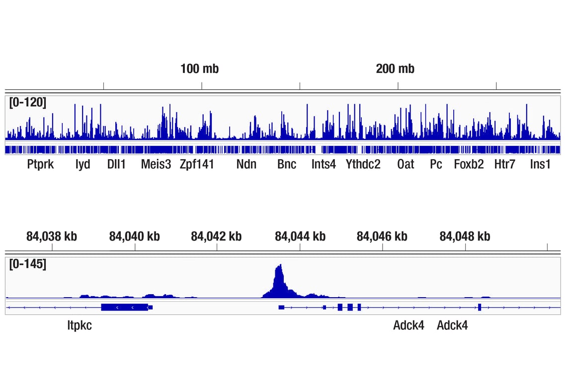 undefined Image 19: Fos Family Antibody Sampler Kit