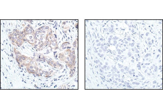 Immunohistochemistry Image 3: GSK-3 beta (27C10) Rabbit Monoclonal Antibody