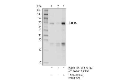 Immunoprecipitation Image 1: TAF15 (D8V6Q) Rabbit Monoclonal Antibody
