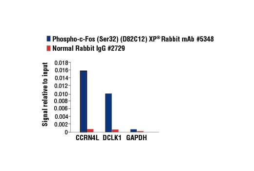 Chromatin Immunoprecipitation Image 3: Phospho-c-Fos (Ser32) (D82C12) Rabbit Monoclonal Antibody