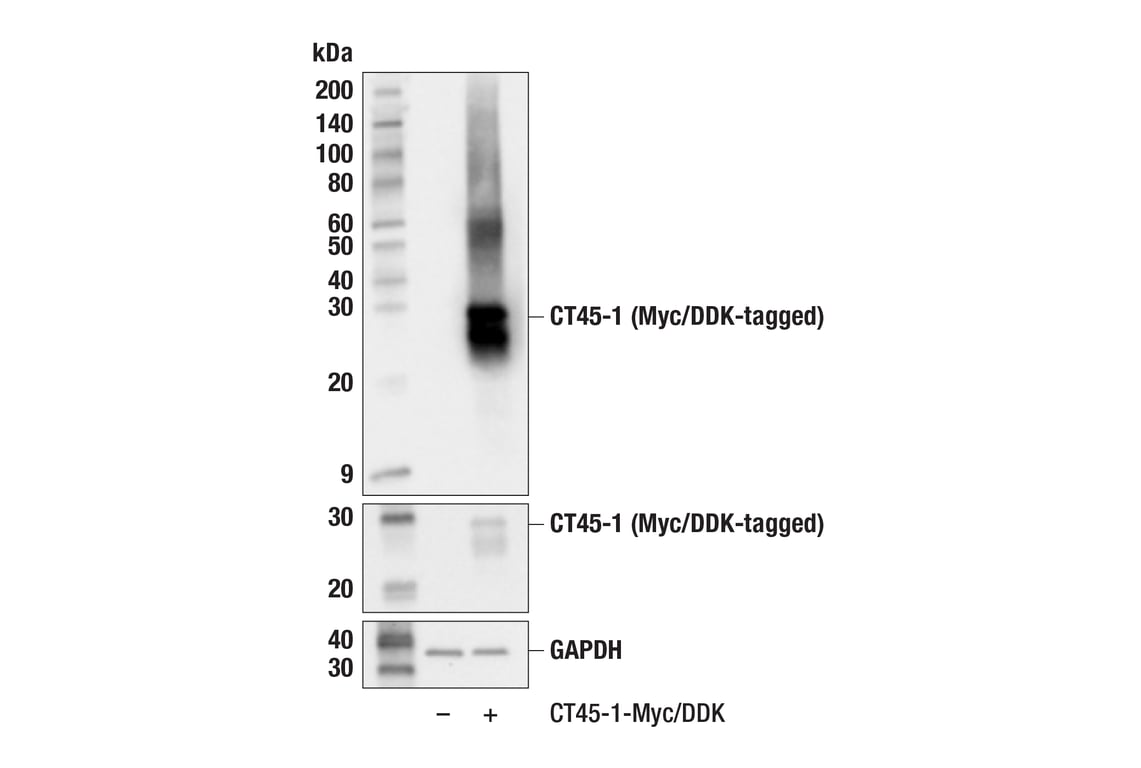 Western Blotting Image 2: CT45 (F7S2I) Rabbit Monoclonal Antibody