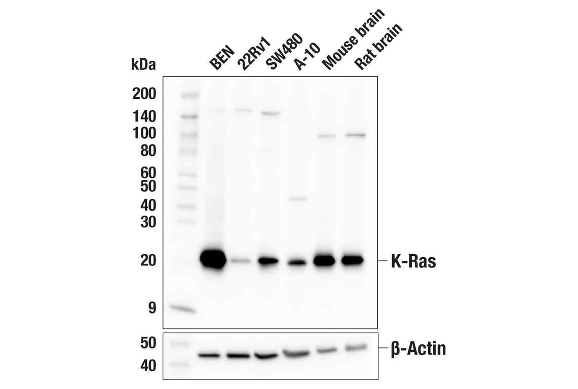 Western Blotting Image 2: K-Ras (E2M9G) Rabbit Monoclonal Antibody