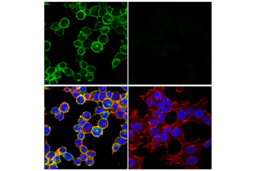Immunofluorescence Image 1: FcR gamma (E6Y1A) Rabbit Monoclonal Antibody
