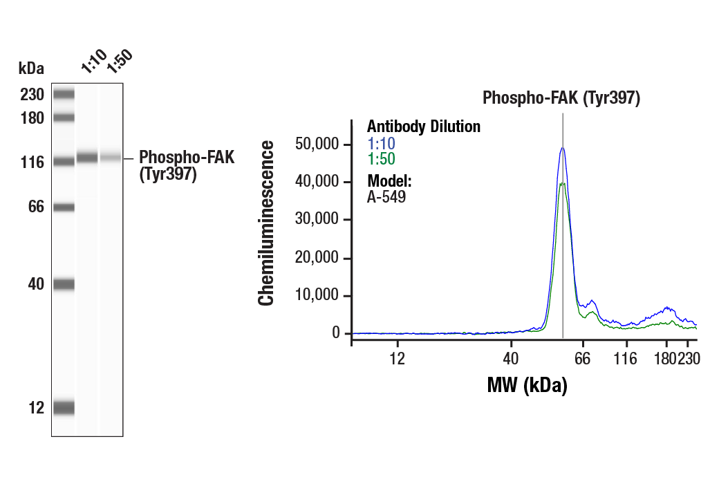 Western Blotting Image 1: Phospho-FAK (Tyr397) (D20B1) Rabbit Monoclonal Antibody