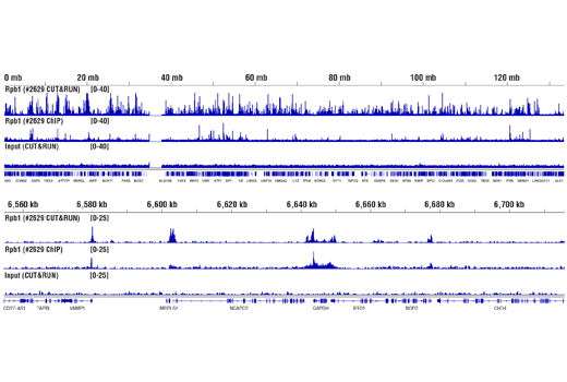 CUT & RUN Image 12: CUT&RUN Assay Kit