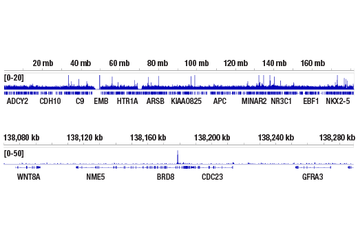 CUT & RUN Image 2: Stat3 (124H6) Mouse Monoclonal Antibody