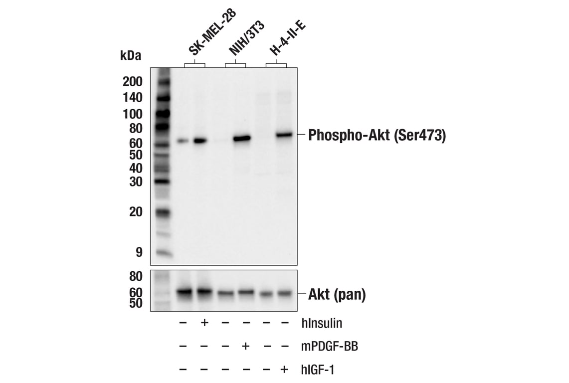 Western Blotting Image 3: Phospho-Akt (Ser473) (D9W9U) Mouse Monoclonal Antibody (Biotinylated)