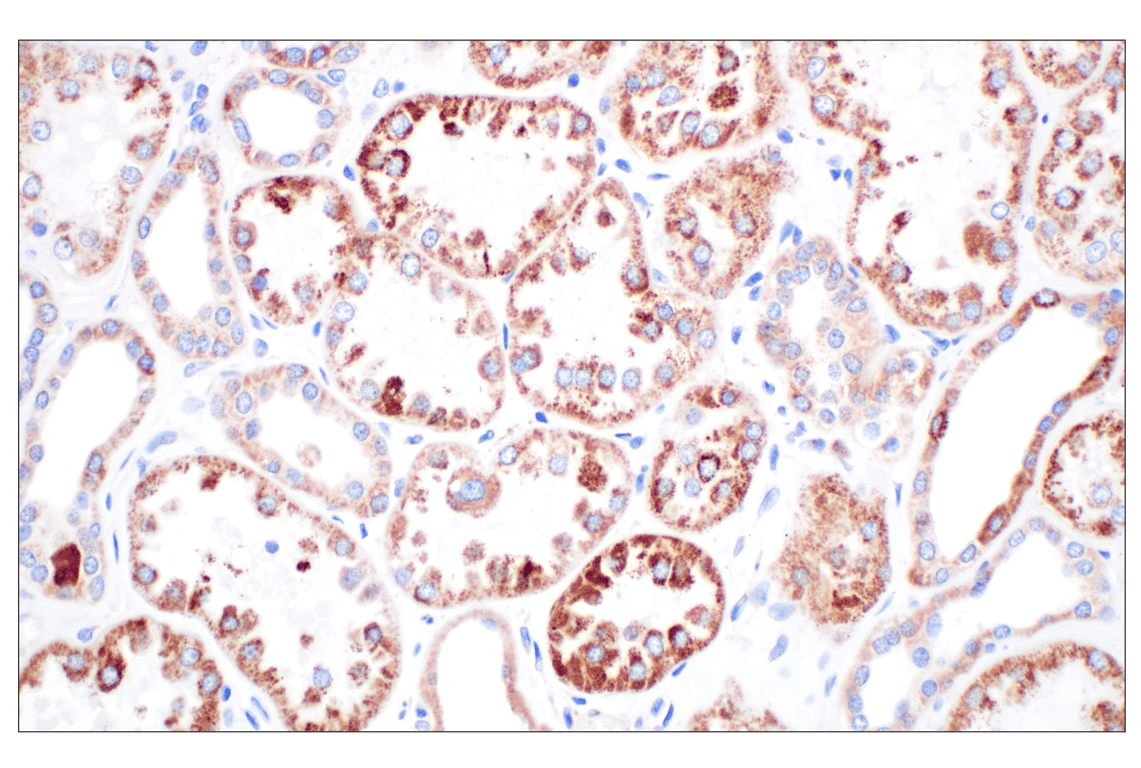 Immunohistochemistry Image 5: GCDH (F2P2M) Rabbit Monoclonal Antibody