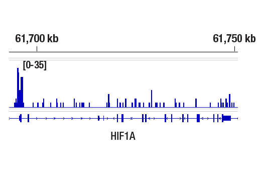 CUT & RUN Image 2: HIF-1 alpha (D2U3T) Rabbit Monoclonal Antibody