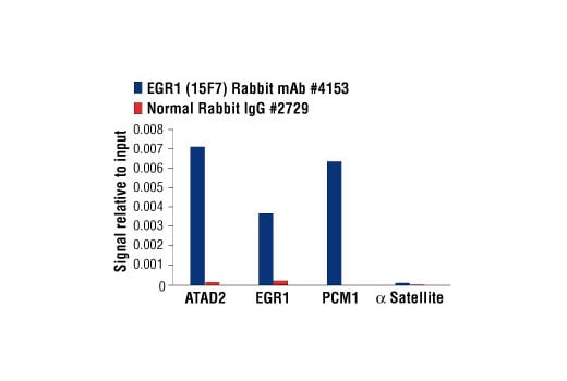 Chromatin Immunoprecipitation Image 1: EGR1 (15F7) Rabbit Monoclonal Antibody