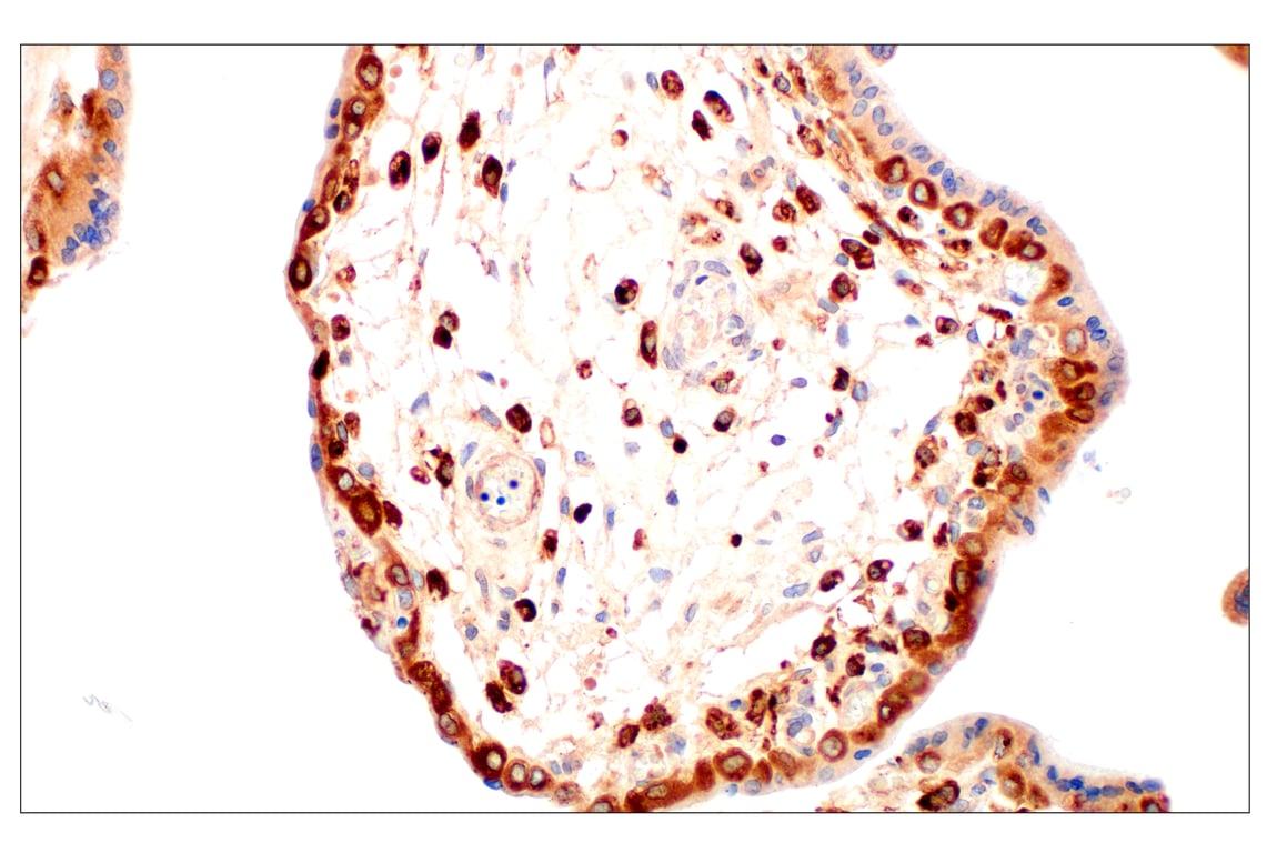 Immunohistochemistry Image 7: Cathepsin L (E3R3P) Rabbit Monoclonal Antibody