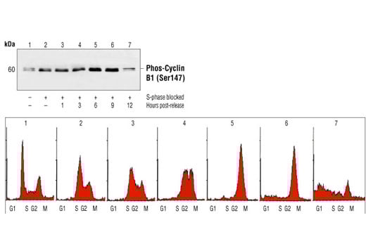 Western Blotting Image 2: Phospho-Cyclin B1 (Ser147) Antibody