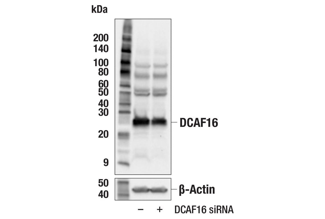 Western Blotting Image 3: DCAF16 (F8E1P) Rabbit Monoclonal Antibody