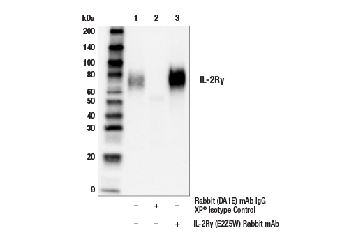 Immunoprecipitation Image 1: IL-2R gamma (E2Z5W) Rabbit Monoclonal Antibody
