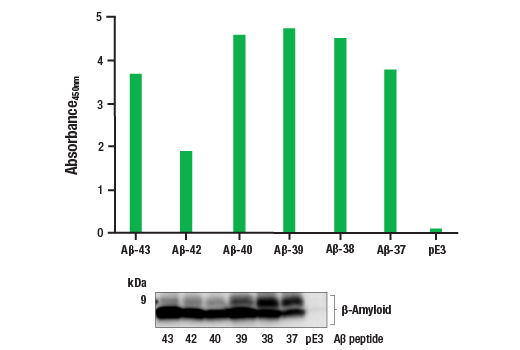 ELISA Image 1: PathScan<sup>®</sup> RP β-Amyloid Sandwich ELISA Kit