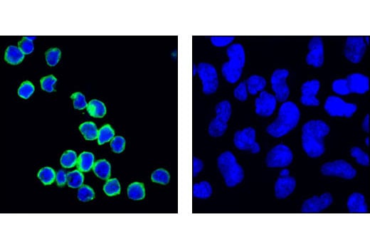 Immunofluorescence Image 1: HS1 (D83A8) XP<sup>®</sup> Rabbit mAb (BSA and Azide Free)