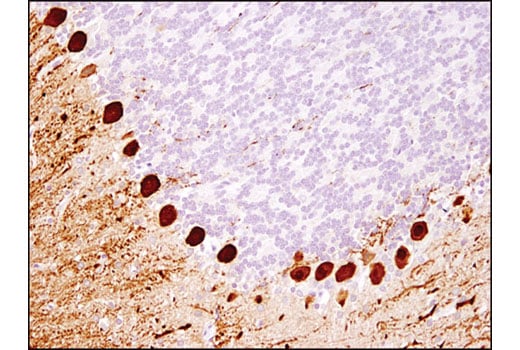 Immunohistochemistry Image 3: Calbindin (D1I4Q) Rabbit Monoclonal Antibody