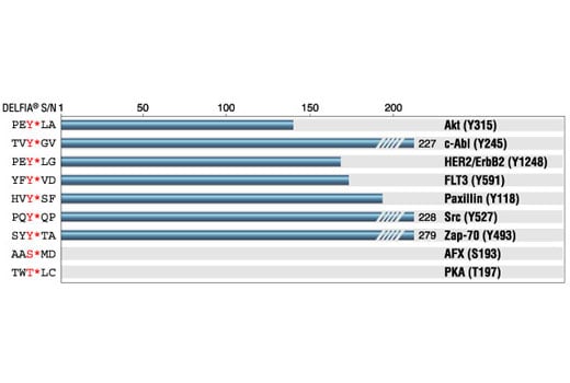 E Image 1: Phospho-Tyrosine Mouse Monoclonal Antibody (P-Tyr-102)