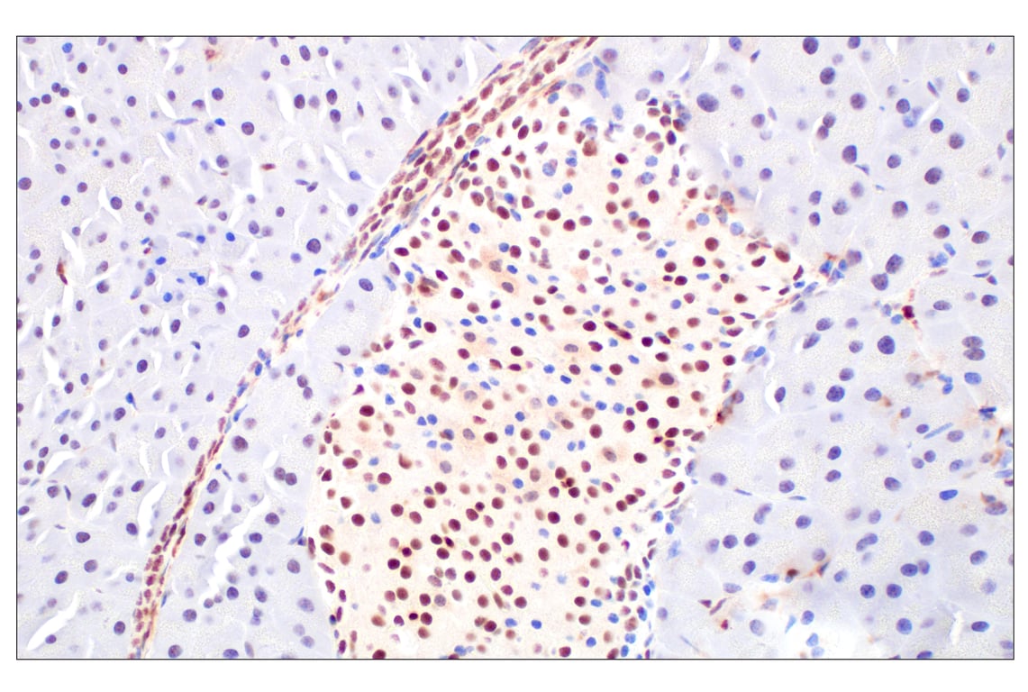 Immunohistochemistry Image 12: Basic FGF (E5Y6M) Rabbit Monoclonal Antibody