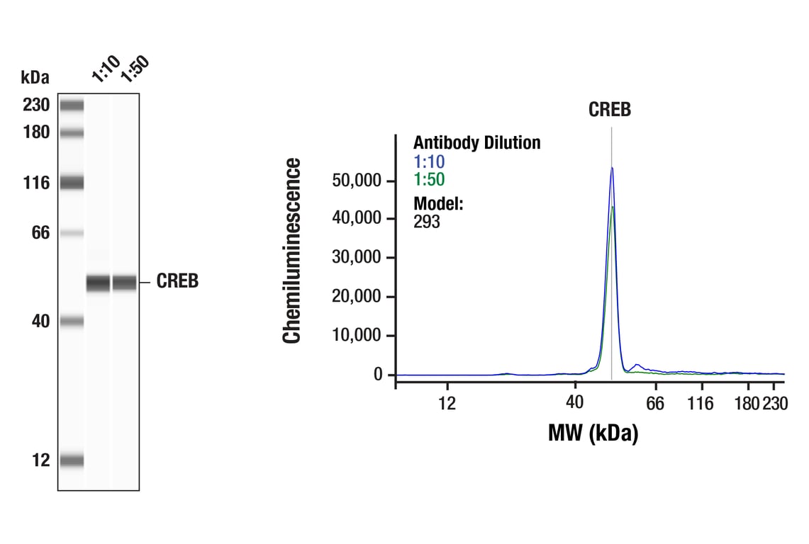 Western Blotting Image 1: CREB (86B10) Mouse Monoclonal Antibody